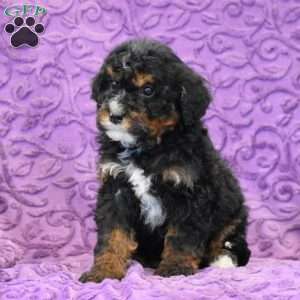 Doe, Mini Bernedoodle Puppy